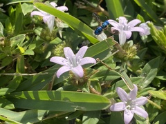 Augochlora pura mosieri