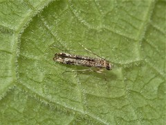 Conopomorpha cyanospila