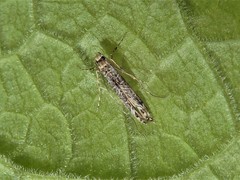 Conopomorpha cyanospila