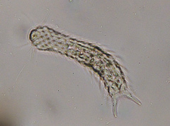 Chaetonotus