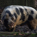 Domestic Pig - Photo (c) only_point_five, some rights reserved (CC BY-NC)