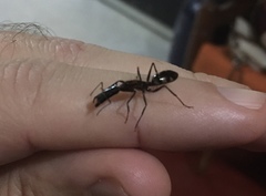 Camponotus mirabilis