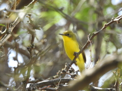 Pseudocolopteryx acutipennis