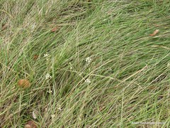 Trinia glauca glauca