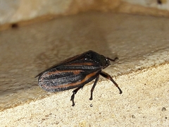 Mahanarva