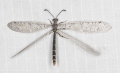 Protoplectron venustum