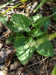 Viola sagittata