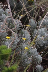 Euryops pectinatus pectinatus