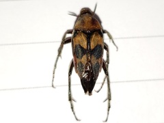 Macrosiagon octomaculata