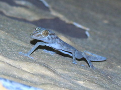 Ptyodactylus hasselquistii