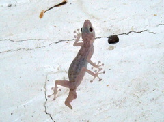 Ptyodactylus hasselquistii