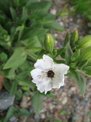 Microbotryum lychnidis-dioicae