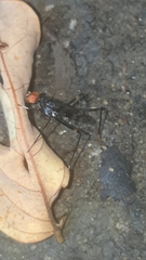 Hoplocheiloma maculosum