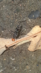 Hoplocheiloma maculosum