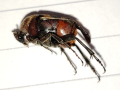 Macrosiagon octomaculata