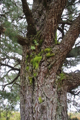 Hypodontium pomiforme