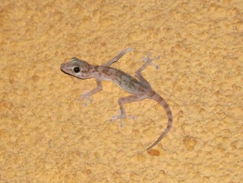 Yellow Fan-fingered Gecko