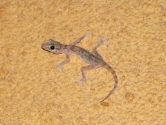 Ptyodactylus hasselquistii
