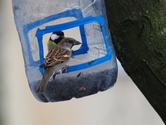 Passer domesticus