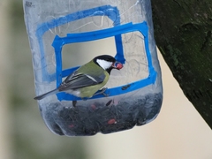 Parus major