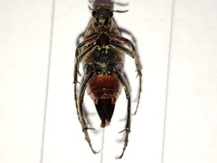 Macrosiagon octomaculata