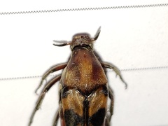 Macrosiagon octomaculata