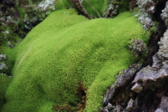 Hypodontium pomiforme