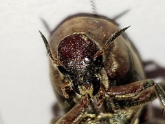 Macrosiagon octomaculata