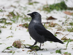 Corvus monedula