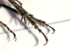 Macrosiagon octomaculata