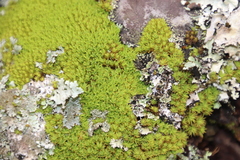 Hypodontium pomiforme