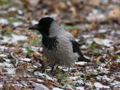 Corvus cornix