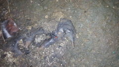 Hoplocheiloma maculosum