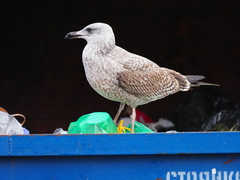Larus argentatus