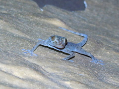 Ptyodactylus hasselquistii