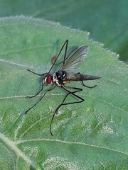 Cholomyia