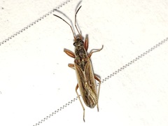 Paromius longulus