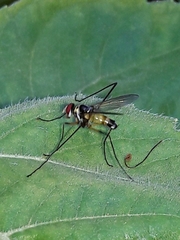 Cholomyia
