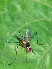 Cholomyia