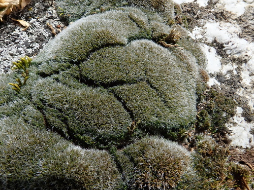 String Grimmia (Grimmia funalis)