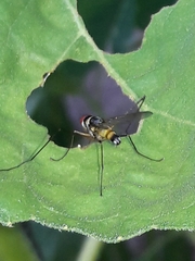Cholomyia