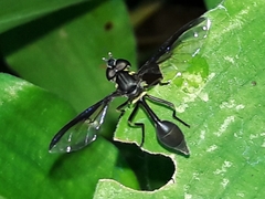 Salpingogaster nigra