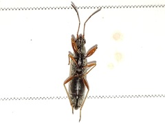Paromius longulus