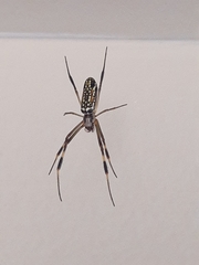 Trichonephila clavipes