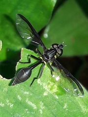 Salpingogaster nigra