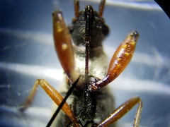 Paromius longulus