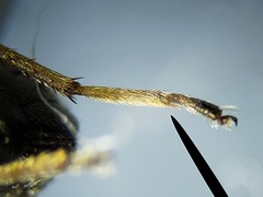 Paromius longulus