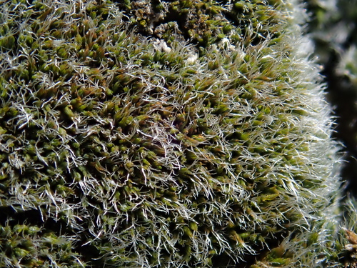 Image of String Grimmia by (c) Christian Berg, some rights reserved (CC BY)