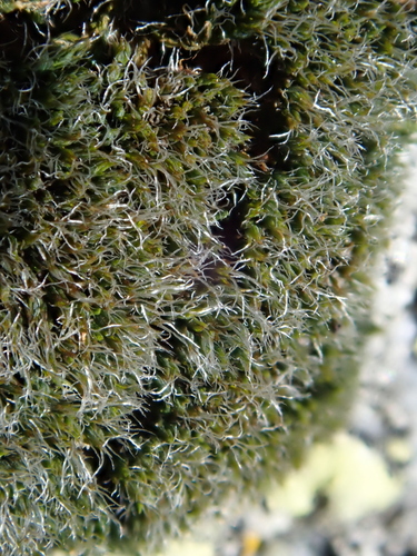 Image of String Grimmia by (c) Christian Berg, some rights reserved (CC BY)