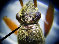 Paromius longulus